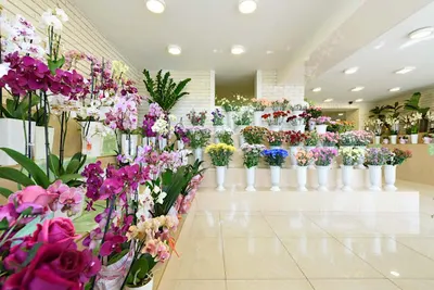 Kwiaciarnia H. Skrzydlewska